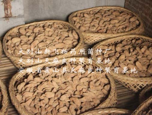 干天麻 (3)
